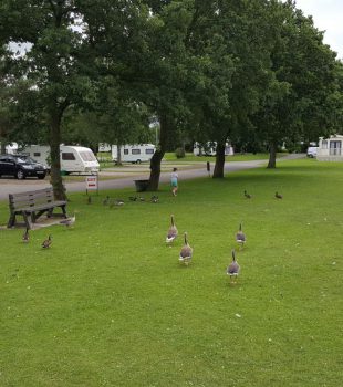 Feeding time for the ducks