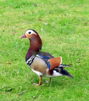 Mandarin Duck a rare visitor to Goosewood.